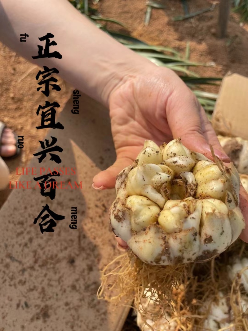 宜兴百合