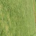 马尼拉草坪种植基地大量有货供应……