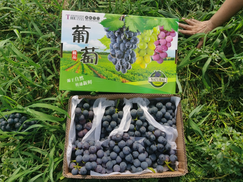 精品蜜光葡萄