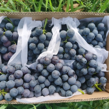 精品蜜光葡萄