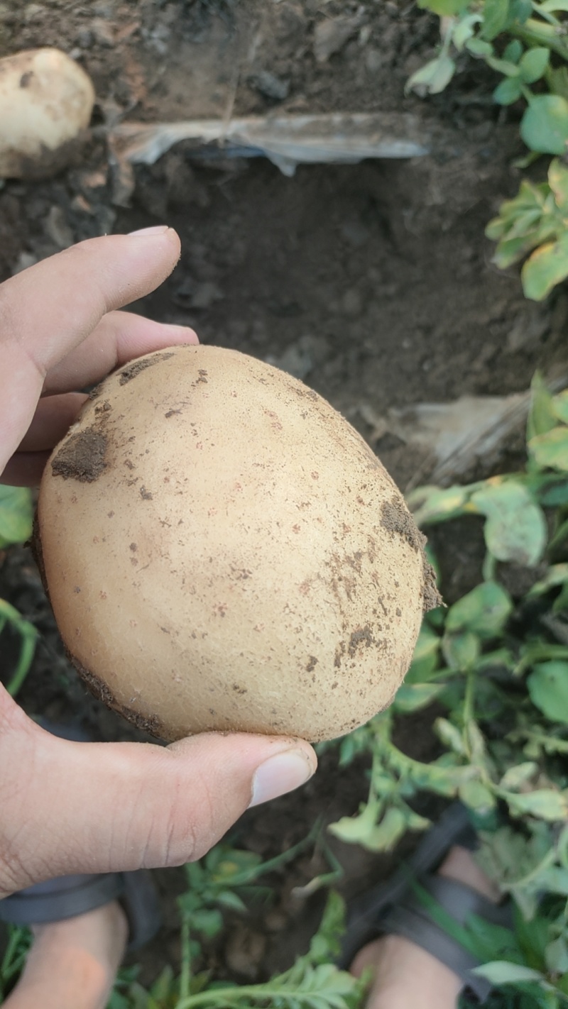 土豆沃土5，沃土加，实验以及其他品种，产地直发，大量供应