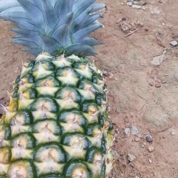 广西精品西瓜凤梨，巳大量上市，欢迎各位老板来电洽谈