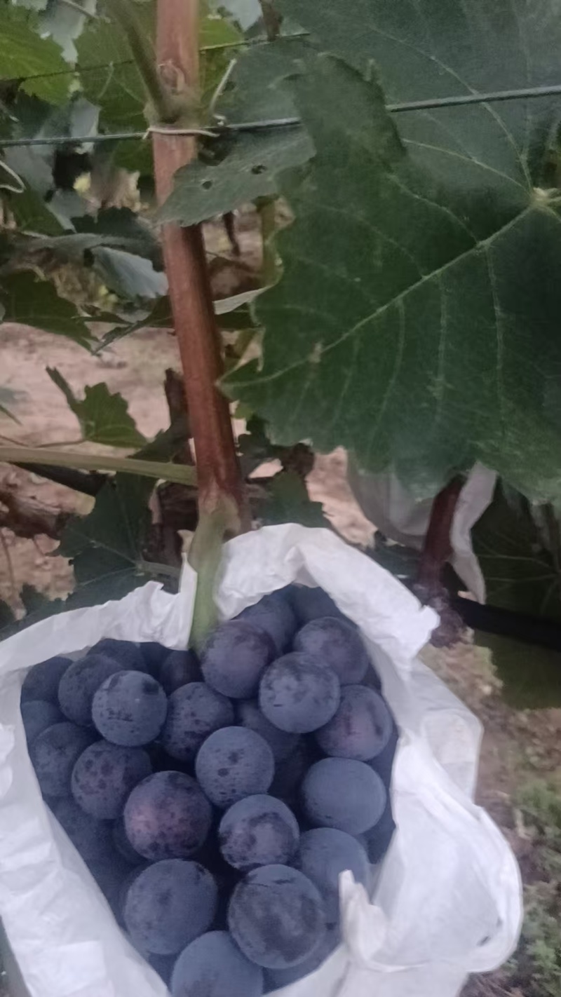 蓝莓葡萄