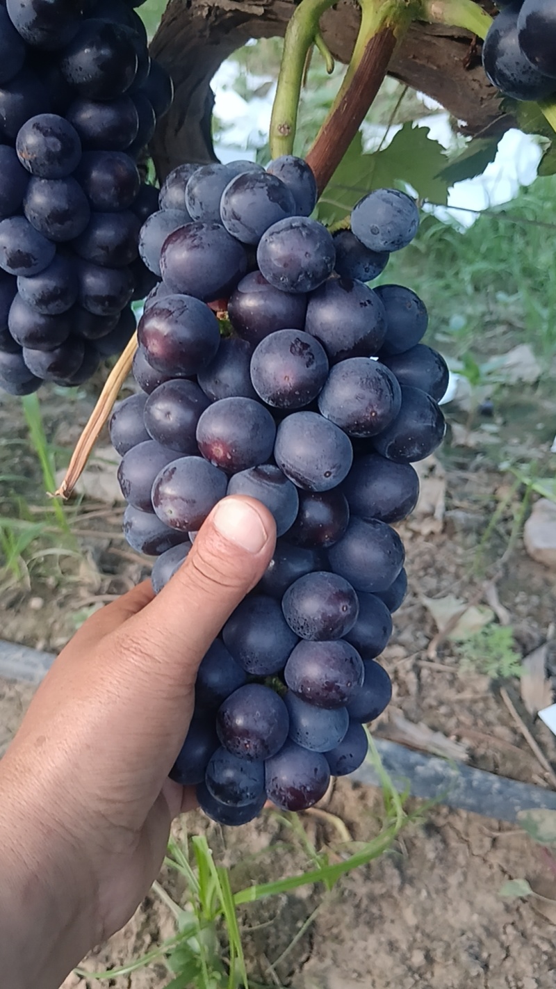 蓝莓葡萄