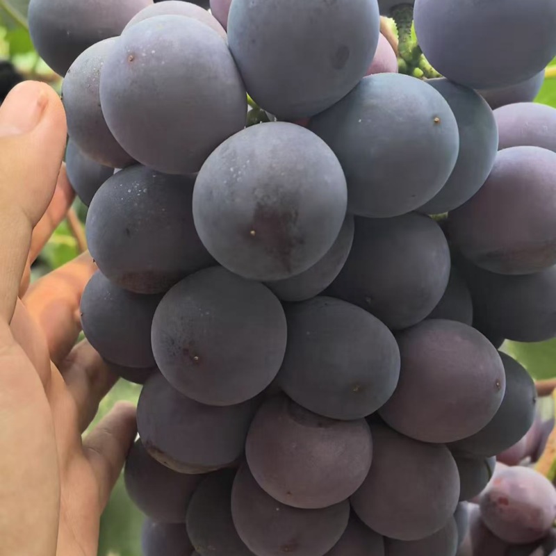 7月7日，辽南巨峰葡萄