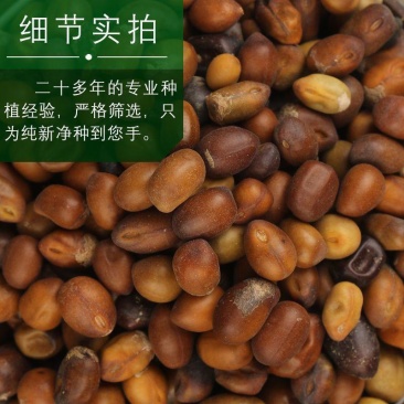 苦参籽大量现货出售内蒙地产多年生药材欢迎来电咨询
