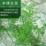 苦参籽大量现货出售内蒙地产多年生药材欢迎来电咨询