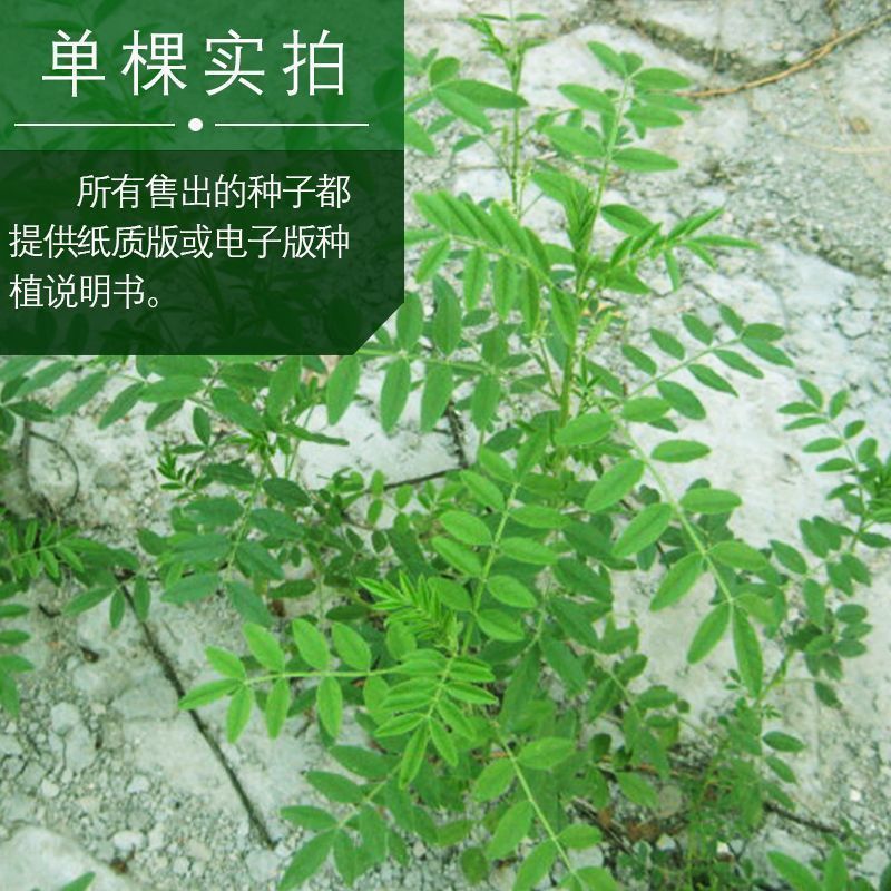 苦参籽大量现货出售内蒙地产多年生药材欢迎来电咨询