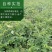 苦参籽大量现货出售内蒙地产多年生药材欢迎来电咨询