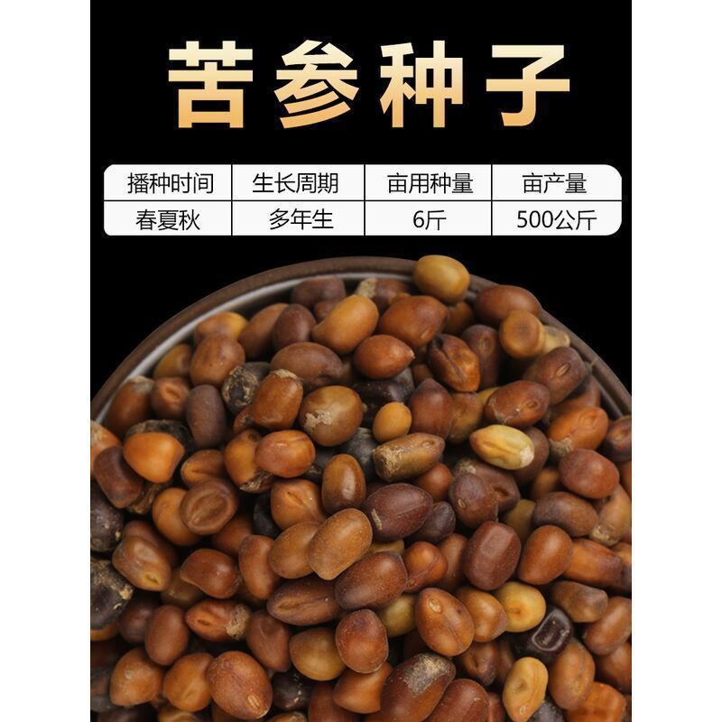 苦参籽大量现货出售内蒙地产多年生药材欢迎来电咨询