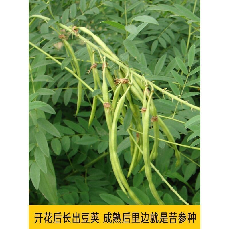 苦参籽大量现货出售内蒙地产多年生药材欢迎来电咨询