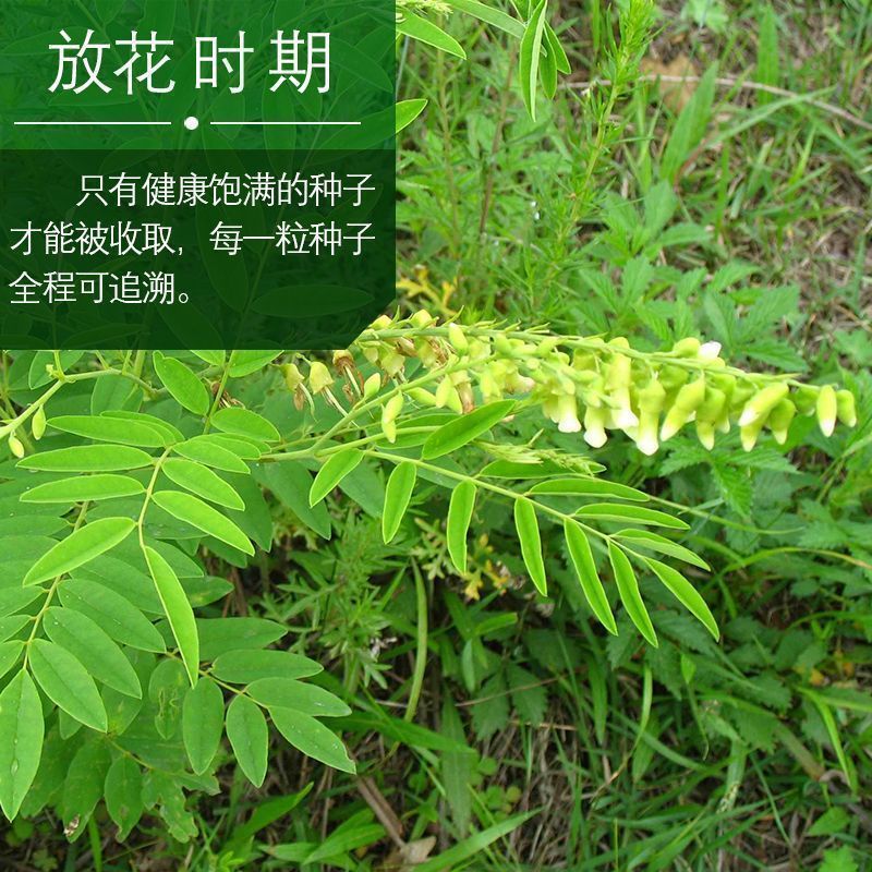 苦参籽大量现货出售内蒙地产多年生药材欢迎来电咨询