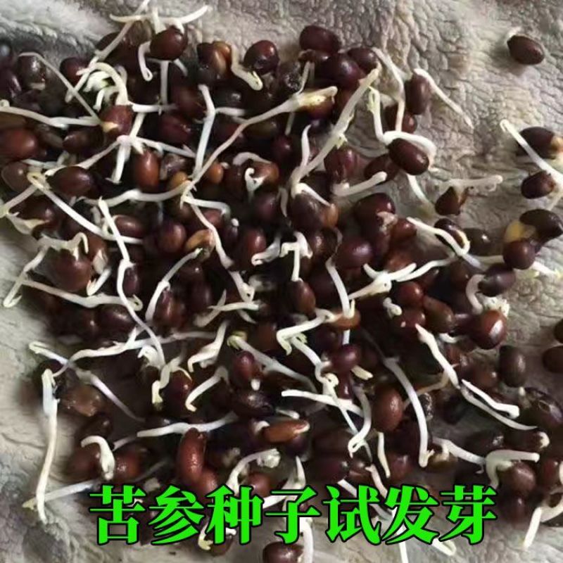 苦参籽大量现货出售内蒙地产多年生药材欢迎来电咨询