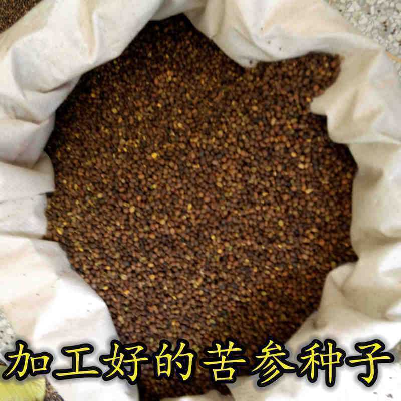 苦参籽大量现货出售内蒙地产多年生药材欢迎来电咨询