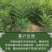 苦参籽大量现货出售内蒙地产多年生药材欢迎来电咨询