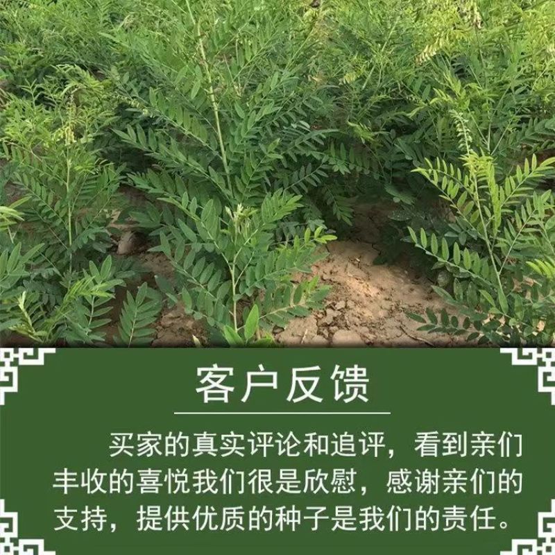 苦参籽大量现货出售内蒙地产多年生药材欢迎来电咨询