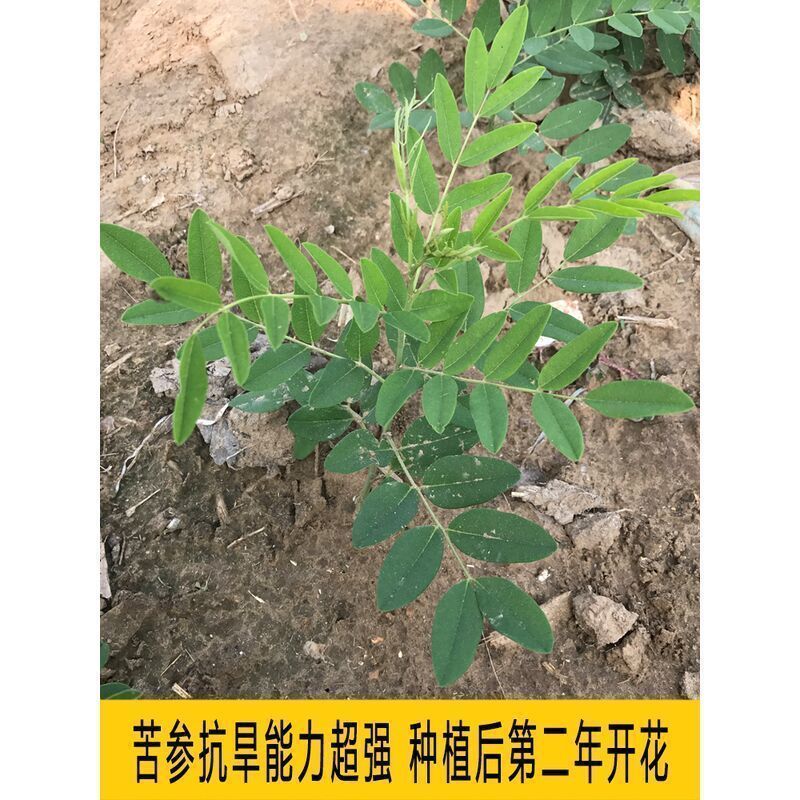 苦参籽大量现货出售内蒙地产多年生药材欢迎来电咨询
