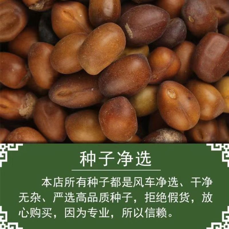 苦参籽大量现货出售内蒙地产多年生药材欢迎来电咨询