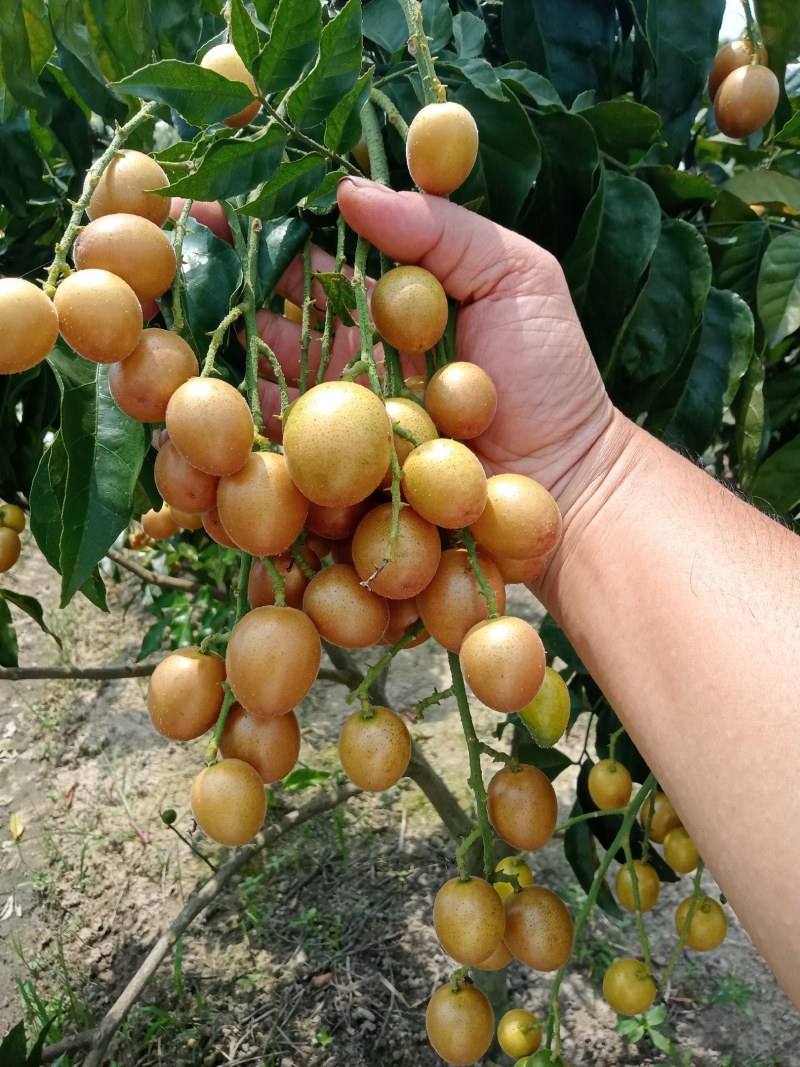 黑金刚，贵妃黄皮上市中
