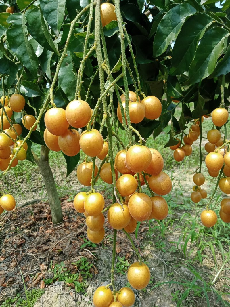 黑金刚，贵妃黄皮上市中