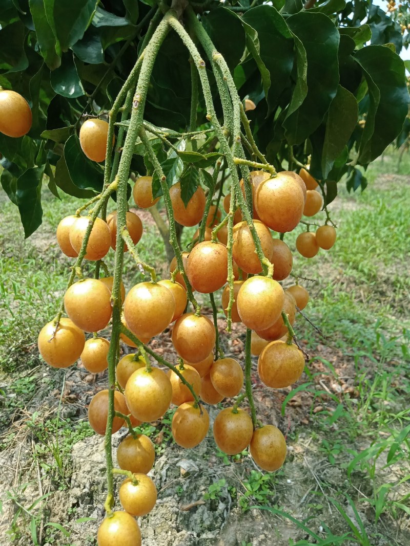 黑金刚，贵妃黄皮上市中
