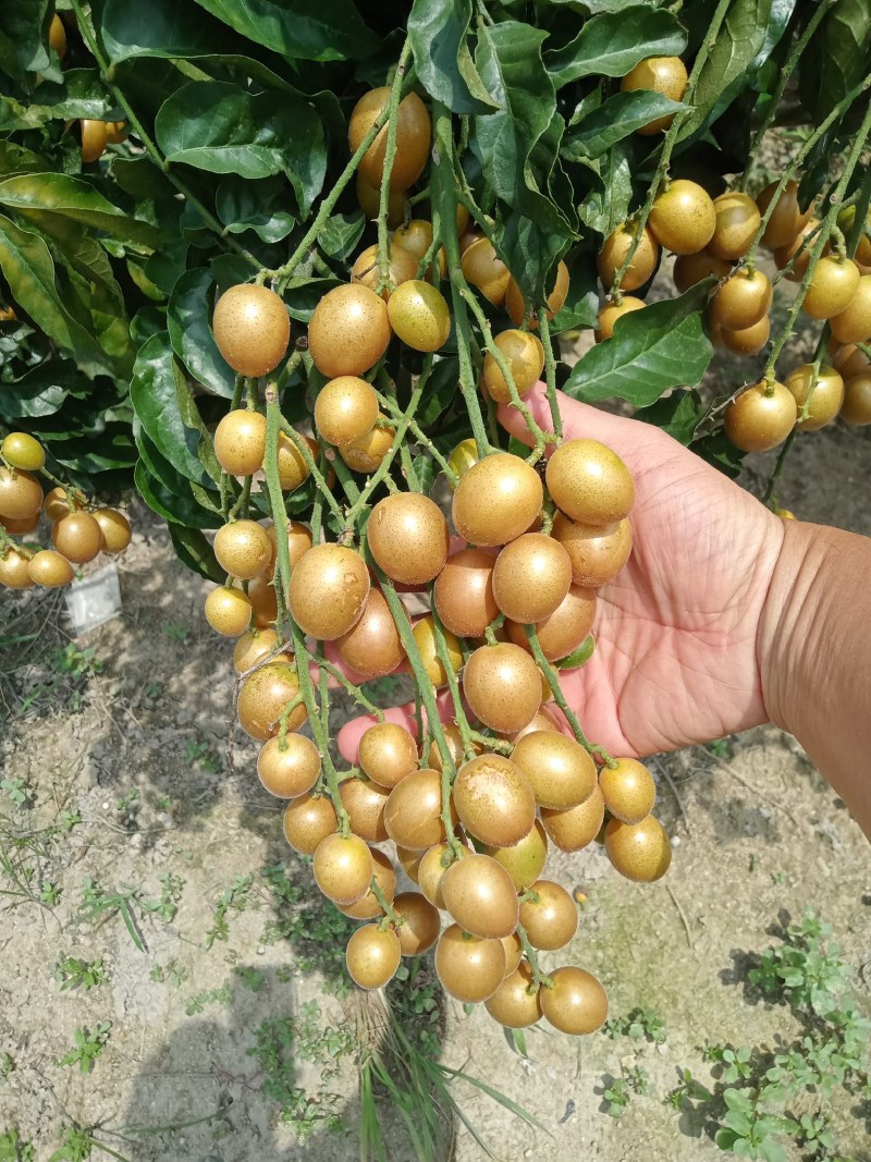 黑金刚，贵妃黄皮上市中
