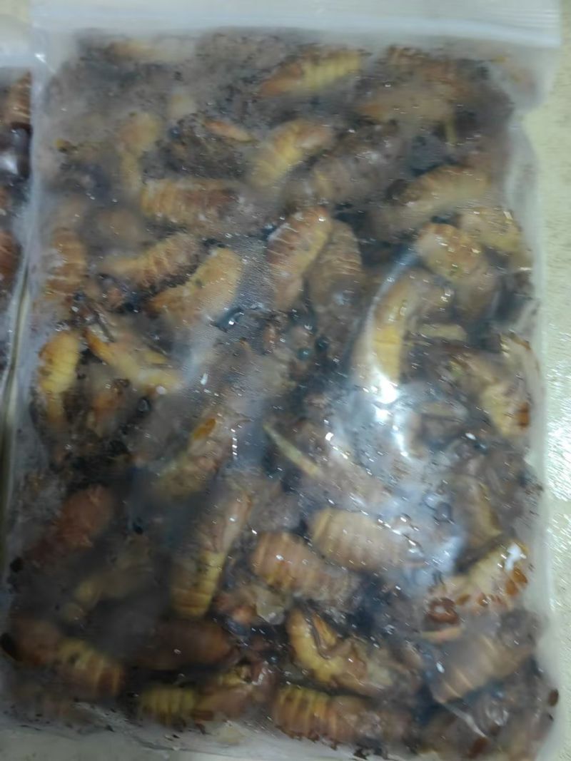 金蝉批发零售