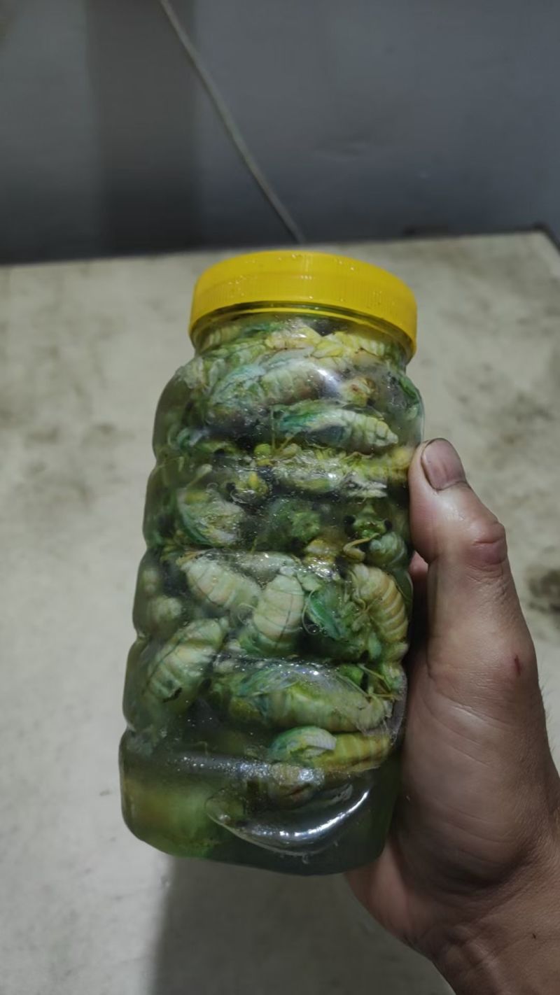 金蝉批发零售