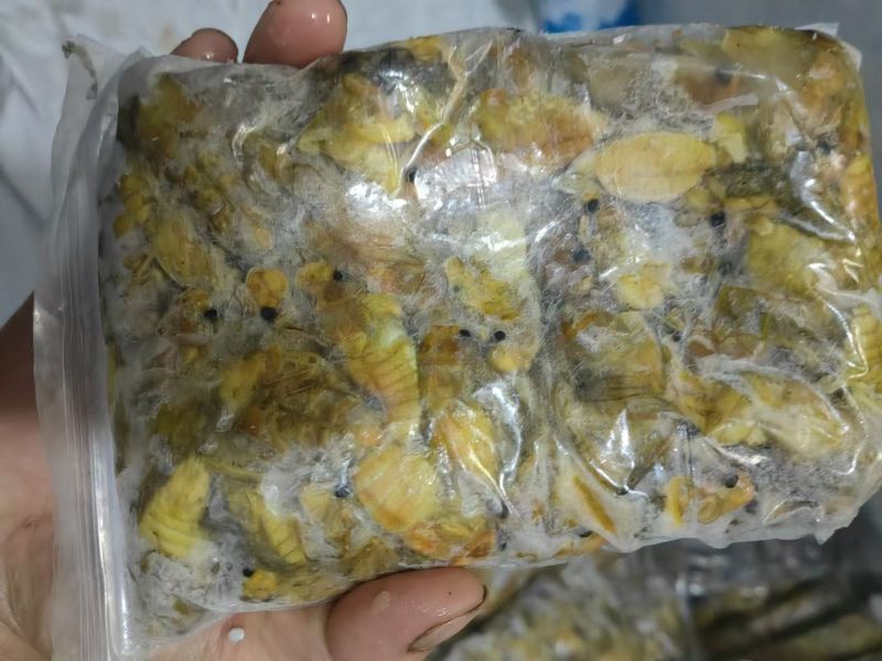 金蝉批发零售