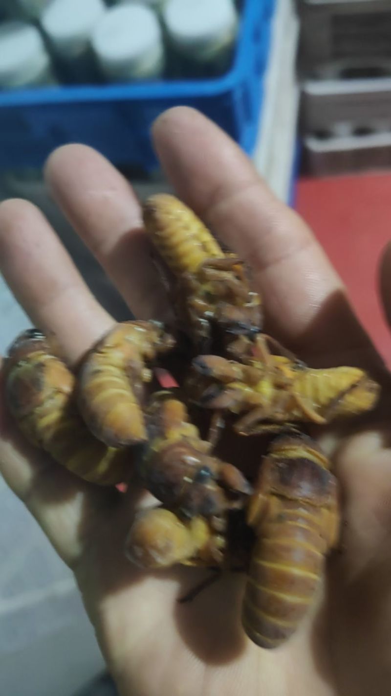 金蝉批发零售