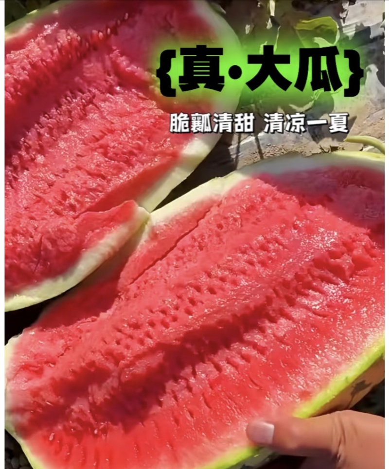 《宁夏金花西瓜》中卫西瓜/硒砂瓜/沙土地瓜/康乐西瓜/
