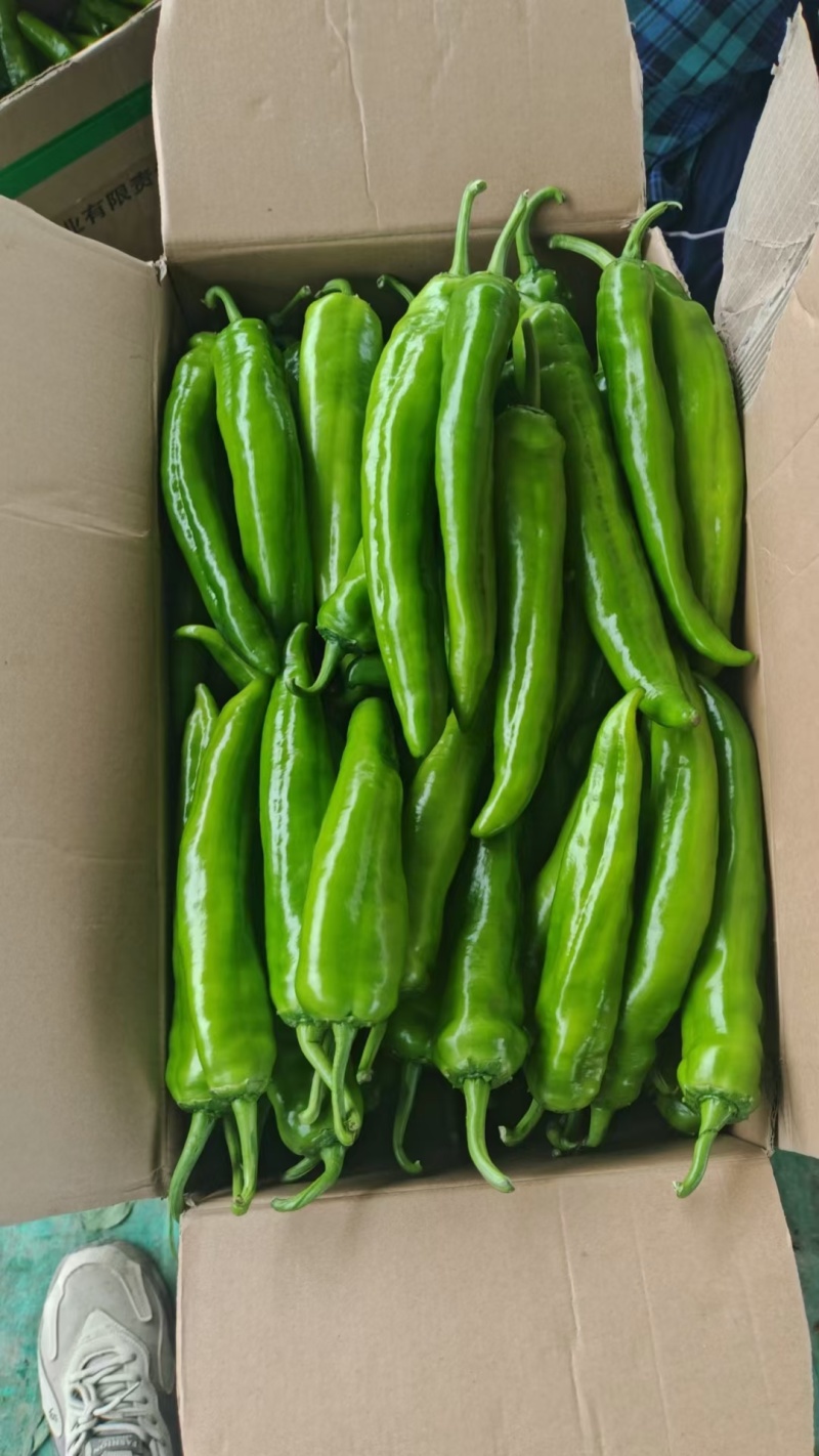 尖椒:精品绿皮牛椒，大量上市现摘现发一首货源。
