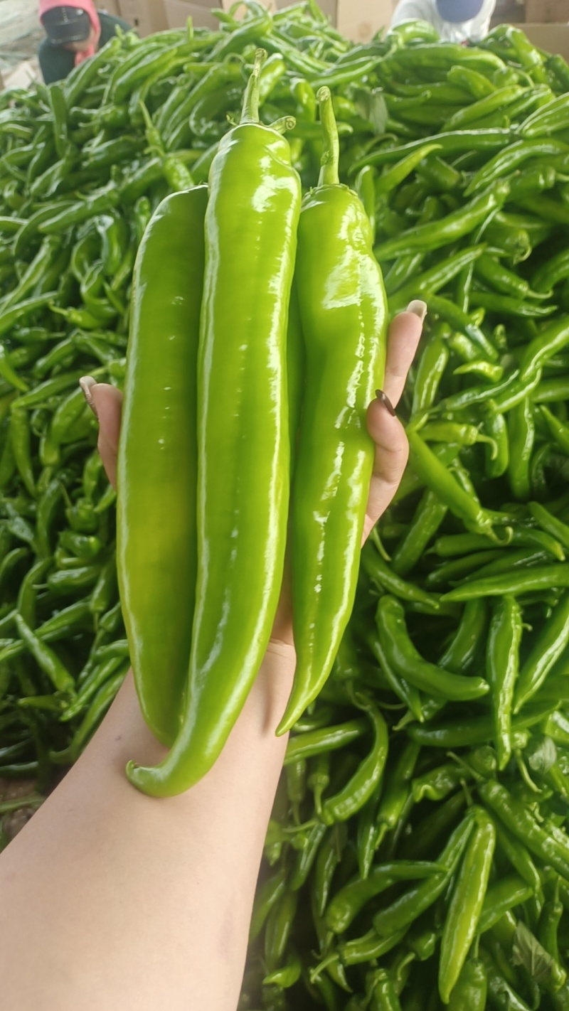 尖椒:精品绿皮牛椒，大量上市现摘现发一首货源。