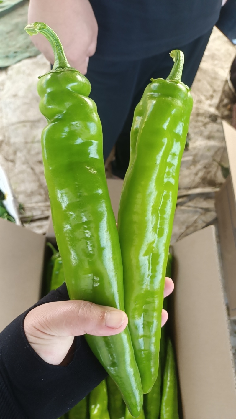 尖椒:精品绿皮牛椒，大量上市现摘现发一首货源。