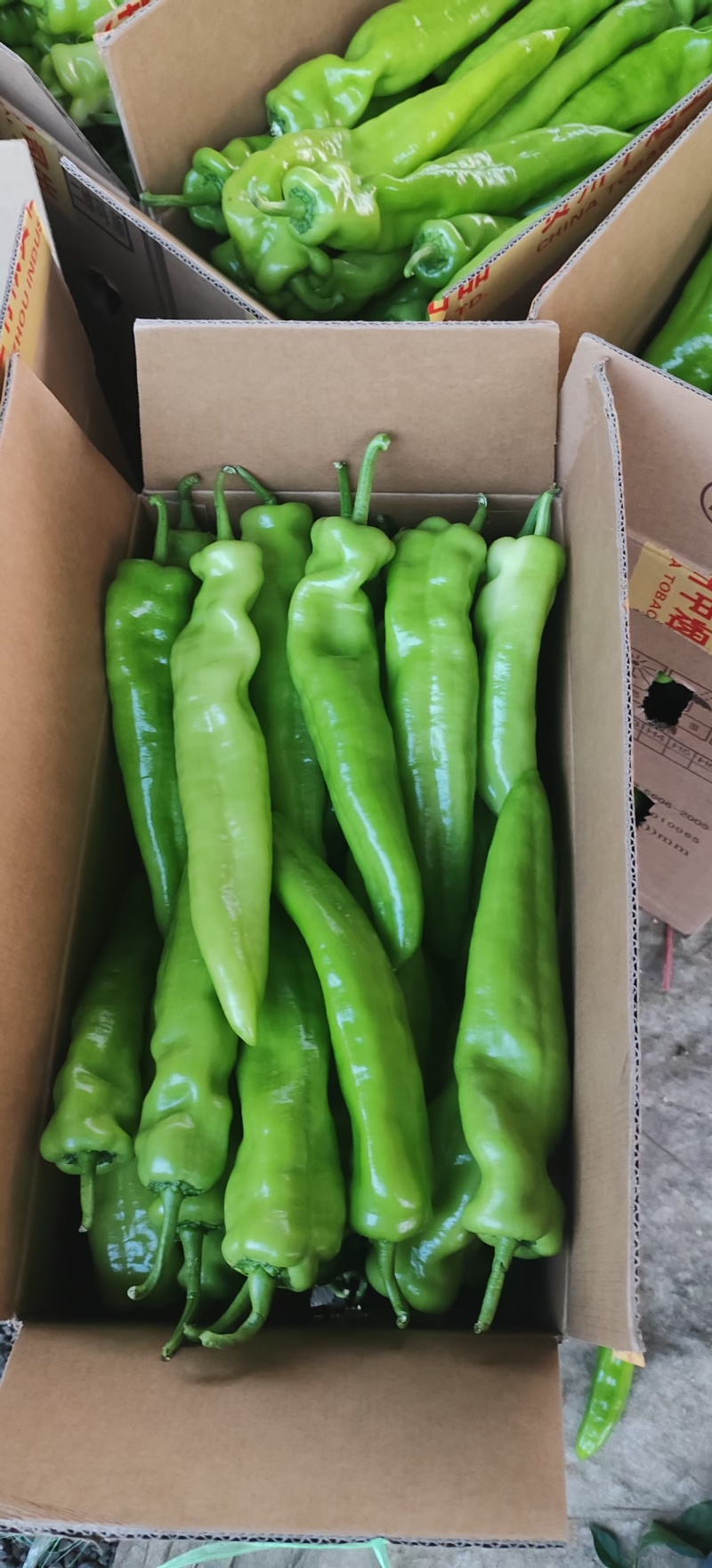 尖椒:精品绿皮牛椒，大量上市现摘现发一首货源。