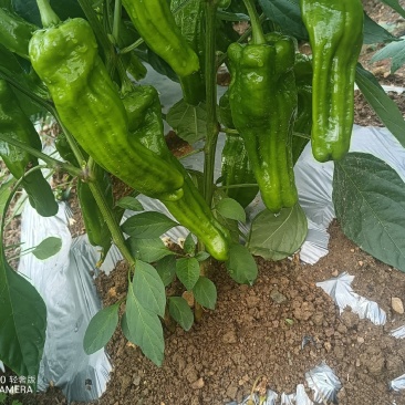 菜椒