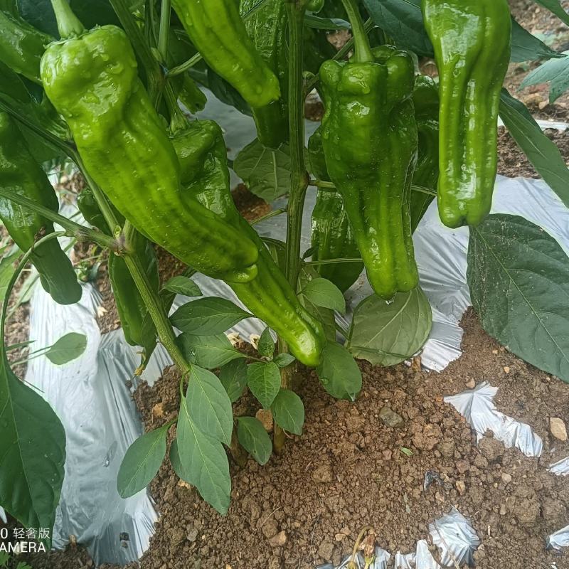 菜椒