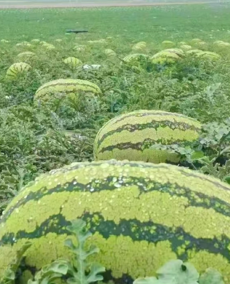 宁夏硒砂瓜，石头瓜，大量现货，保质保量，精品西瓜欢迎联系