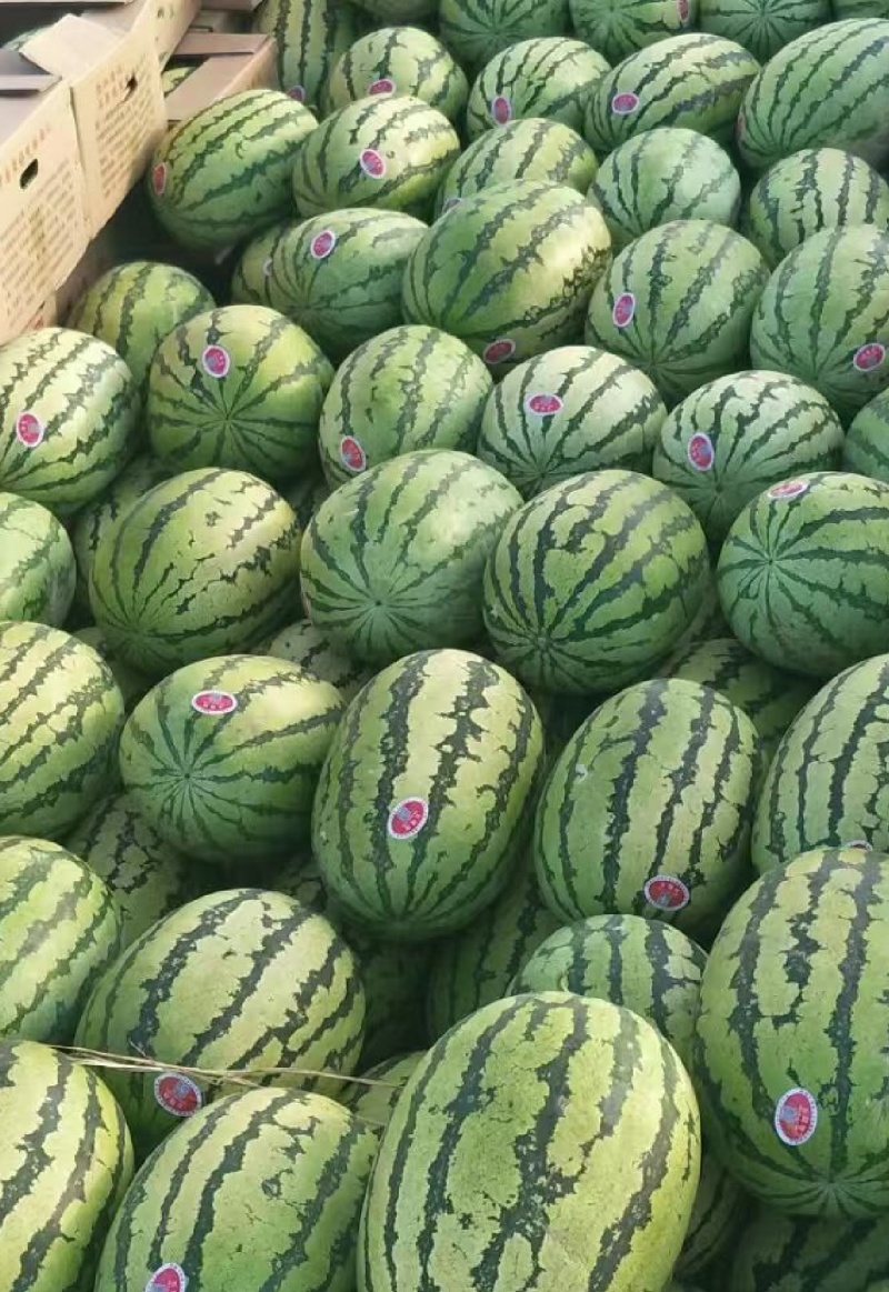 宁夏硒砂瓜，石头瓜，大量现货，保质保量，精品西瓜欢迎联系