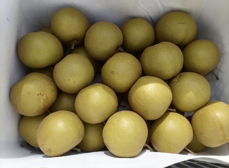 圆黄梨，产地安徽宿州，对接批发商，价格可谈