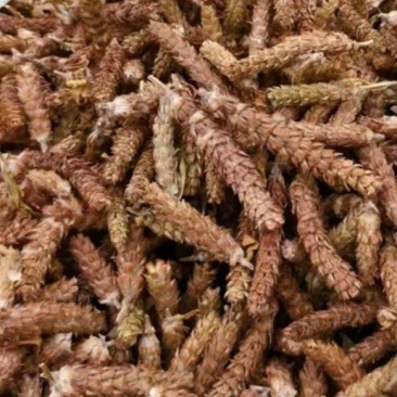 夏枯草清茶夏枯草