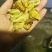 白蝉批发零售