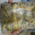 白蝉批发零售