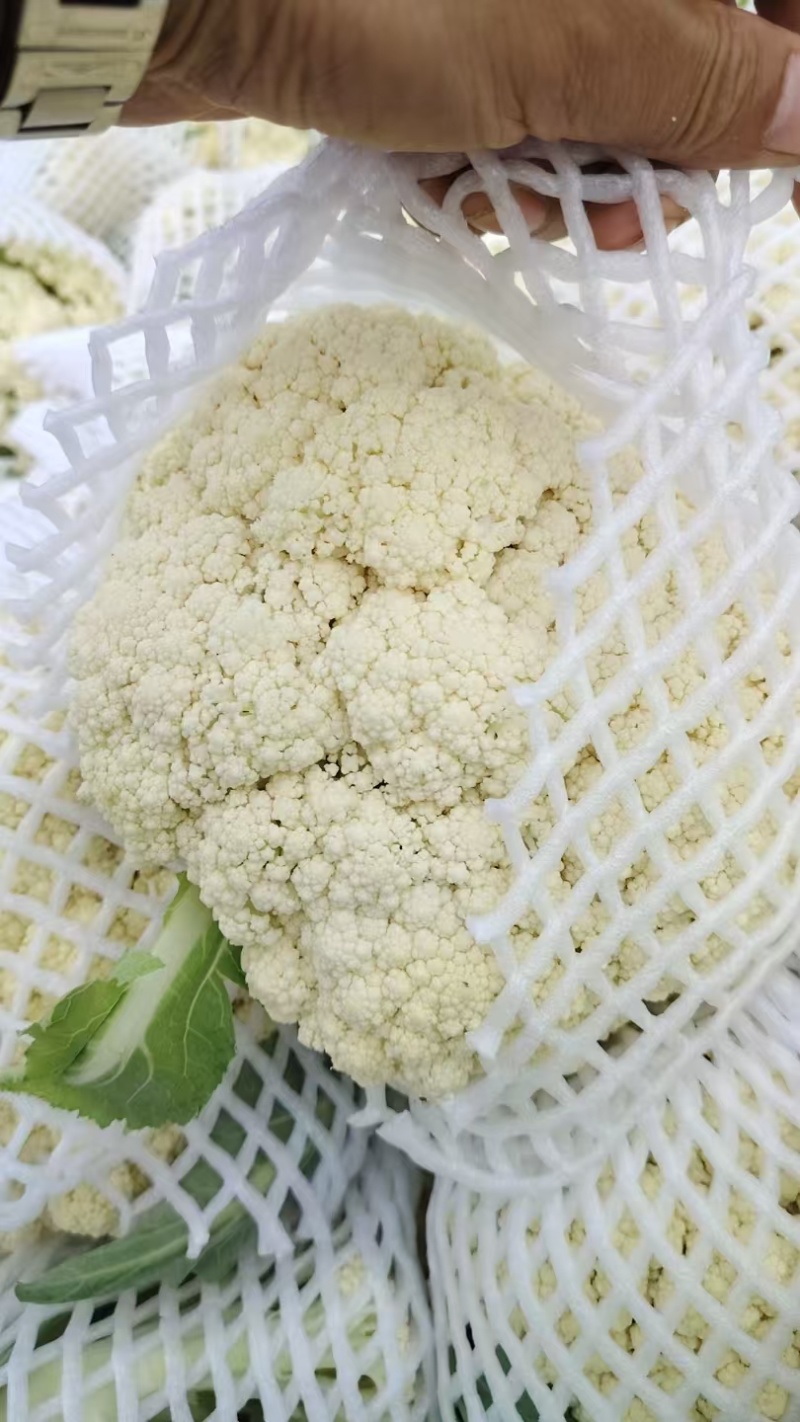 兰州花菜产地代办一手货源