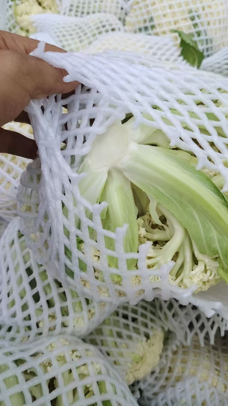 兰州花菜产地代办一手货源