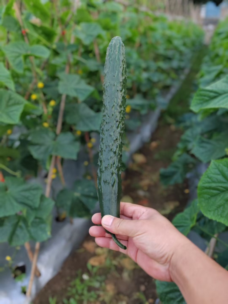 精密刺黄瓜
