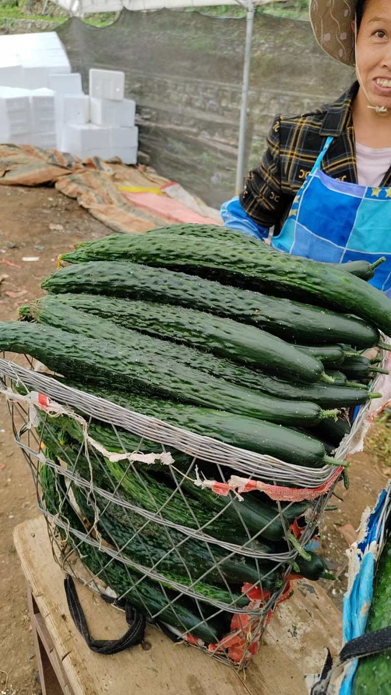 精密刺黄瓜