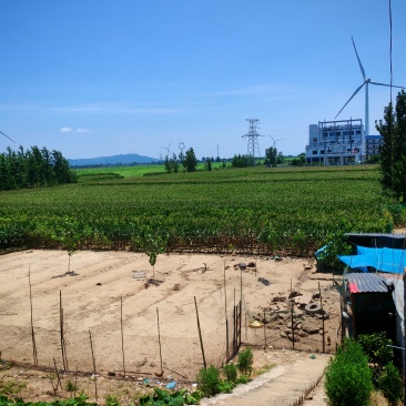 田园大冬瓜