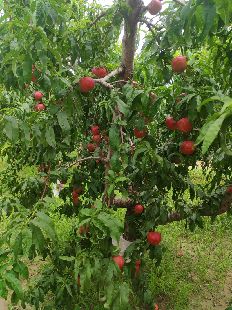 油桃即将开园，需要的老板抓紧时间采购