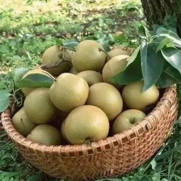 翠冠梨